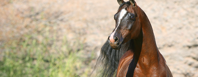Raisin Thee Cane, A 1997 Straight Egyptian Bay Stallion